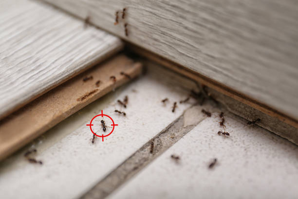 Best Pest Prevention Services  in Cleveland, AL