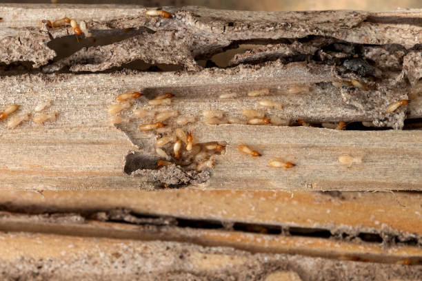 Best Exterminator Services  in Cleveland, AL